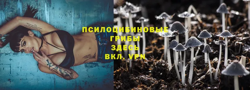 Псилоцибиновые грибы Magic Shrooms  Выборг 